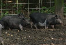 Bentheimer-Schweine-046.jpg